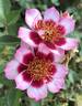 Diane Sommers rose photo