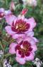Diane Sommers rose photo