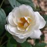 Katharina Zeimet rose photo