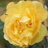 Bernstein-Rose ® rose photo