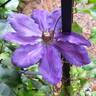 Wildfire clematis photo