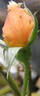 Mrs. Hugh Dettmann rose photo
