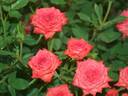 Cuddles rose photo