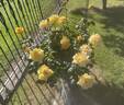 Oregold rose photo