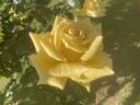 Oregold rose photo