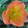 Happy Chappy rose photo