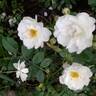 Katharina Zeimet rose photo