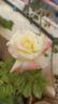 Helen Naudé rose photo