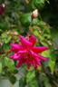 Dr. Rouges rose photo