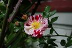 Roller Coaster rose photo
