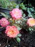 Mandarin ® rose photo