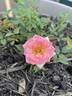 Sleeping Beauty rose photo