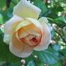 Concerto rose photo