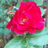 Rigo Rotilia rose photo