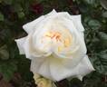 Diamond Wedding rose photo