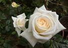Diamond Wedding rose photo