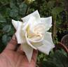 Diamond Wedding rose photo