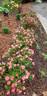 Coral Drift ® rose photo