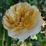 Ginger Syllabub rose photo