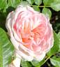 Pink Chiffon rose photo