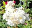 Gourmet Popcorn rose photo