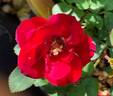 Red Sunblaze rose photo