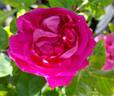 Duchess of Sutherland rose photo