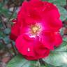 Rigo Rotilia rose photo