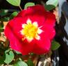 Nickelodeon rose photo