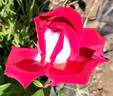 Fire 'n' Ice ™ rose photo