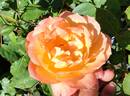 Ruth Tiffany rose photo
