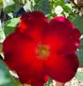 Paul Ecke, Jr. ™ rose photo