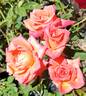 Aristides rose photo