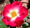 Empathy rose photo