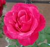 In Dreams rose photo