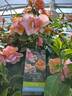 Nitty Gritty™ Peach rose photo