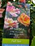 Nitty Gritty™ Peach rose photo