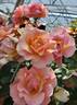 Nitty Gritty™ Peach rose photo