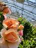 Nitty Gritty™ Peach rose photo