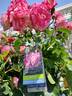 Grace N’ Grit ™ Pink Bicolor rose photo