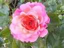Country Girl rose photo