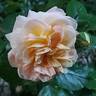 Concerto rose photo