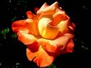 Lindaraja rose photo