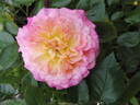 Country Girl rose photo