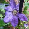 Wildfire clematis photo