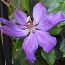 Wildfire clematis photo