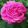 Madame de Sévigné rose photo