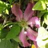 Hanaguruma clematis photo