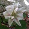 Patricia Ann Fretwell clematis photo
