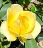 Katherine Loker rose photo